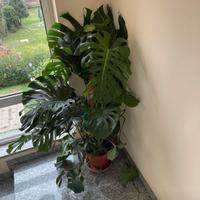 Monstera