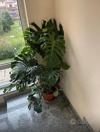 Monstera