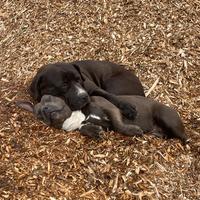 Cuccioli di Amstaff