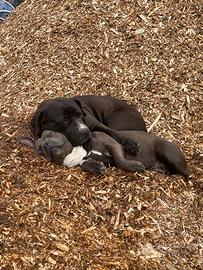 Cuccioli di Amstaff