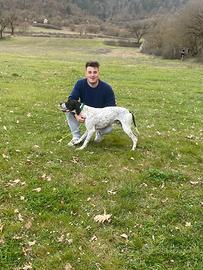 Cane da ferma pointer