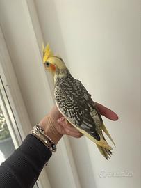 Coppia di calopsite allevate a mano