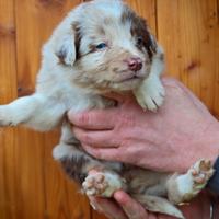 Border collie con pedigree