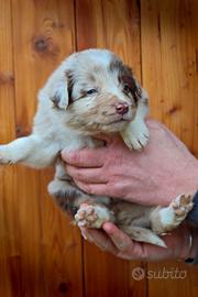 Border collie con pedigree