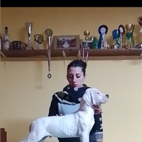 Cuccioli Di Dogo Argentino