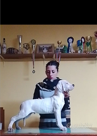 Cuccioli Di Dogo Argentino