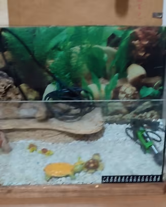 Acquario