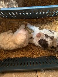 Cuccioli Lagotto Romagnolo