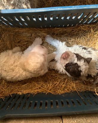 Cuccioli Lagotto Romagnolo