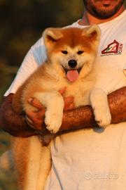 Allevamento Akita inu