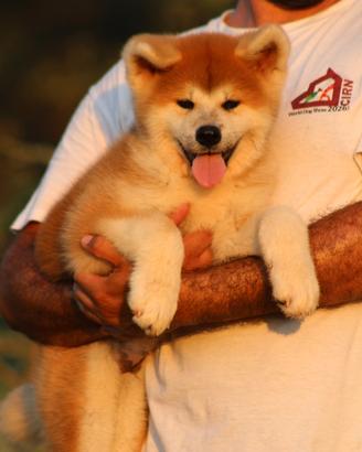Allevamento Akita inu