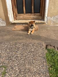 Shiba Inu rosso con il Pedigree Italiano