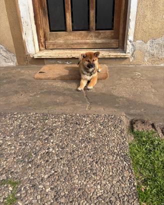 Shiba Inu rosso con il Pedigree Italiano