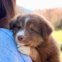 Cuccioli pastore australiano