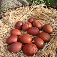 Marans Nero Ramato