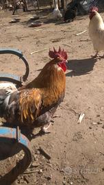 Galli