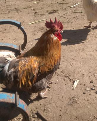Galli
