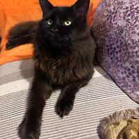 Maine coon intero