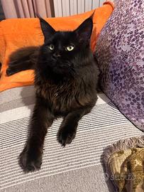 Maine coon intero