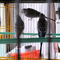 Cocorite maschi e femmine