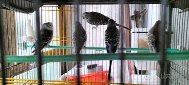 Cocorite maschi e femmine