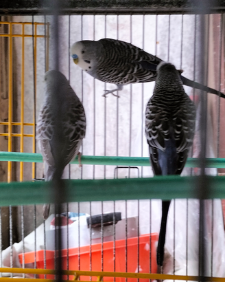 Cocorite maschi e femmine