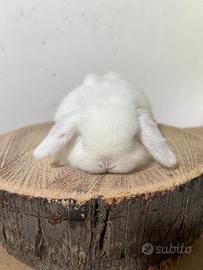 Coniglio ariete nano