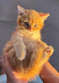 Scottish Fold e British
