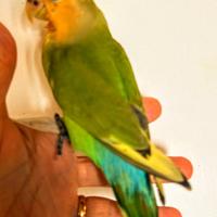 Pappagalli allevati a mano