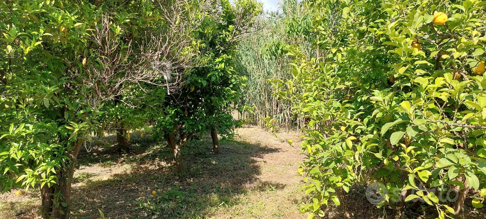 Terreno Ischia - Via Acquedotto - Vista 2