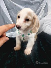 Bassottino pelo lungo