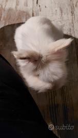 Coniglio testa di Leone