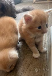 Maine Coon