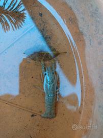 Gamberi della louisiana