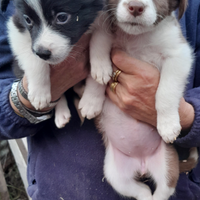 Disponibili cuccioli di bordeercoolie