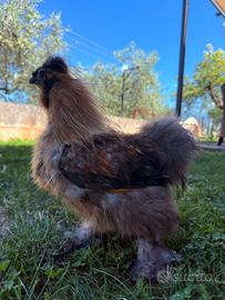 Gallo Moroseta