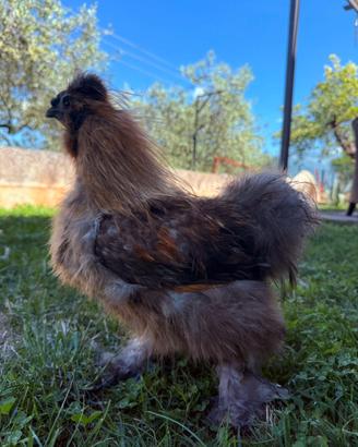 Gallo Moroseta