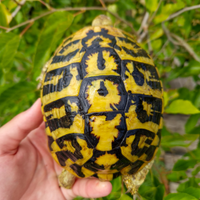 Tartaruga di terra femmina