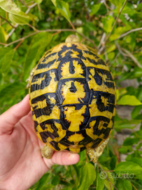 Tartaruga di terra femmina