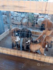 Cuccioli di segugio maremmano da cinghiale
