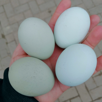 Araucana