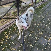 Husky in ADOZIONE
