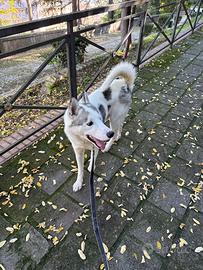 Husky in ADOZIONE