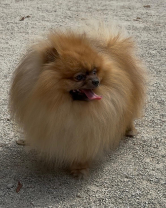 Pomerania