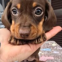 Bassotto pelo corto cuccioli