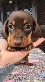 Bassotto pelo corto cuccioli