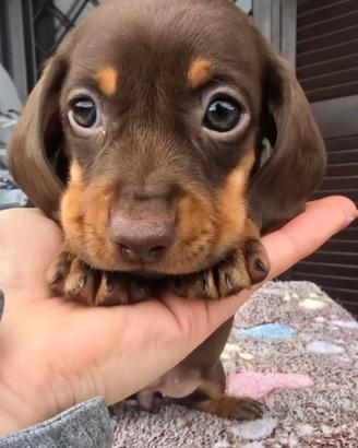 Bassotto pelo corto cuccioli