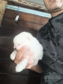 Pomerania cucciolo