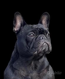 Cuccioli di bouldogue francese