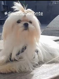 Maltese con pedigree